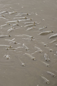 France, Guyane, Kourou, le poisson gros-yeux ou quatre-yeux (Anableps anableps) dans l'estuaire du fleuve Kourou