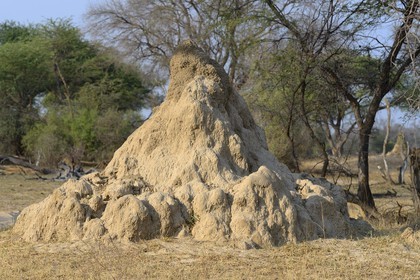 Zimbabwe, Matabeleland North Province, Hwange National Park, termitary