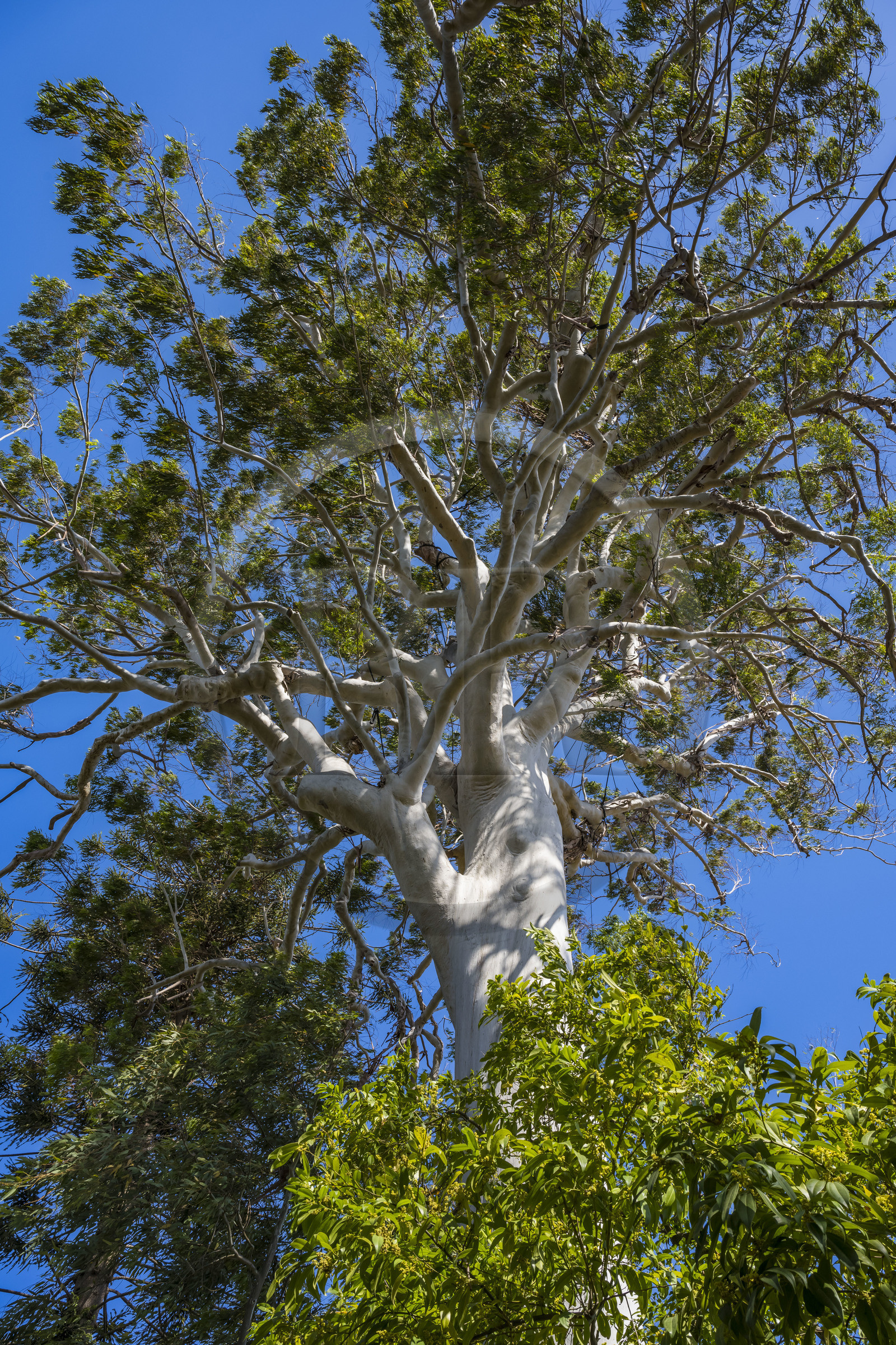 France, Alpes-Maritimes (06), Antibes, Le Jardin Botanique de la Villa Thuret (rattachée à l'INRAE), labellisé Jardin Remarquable et Arbre Remarquable, Gommier blanc (Eucalyptus dorrigoensis)