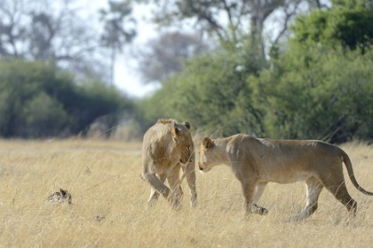 Zimbabwe, Matabeleland North Province, Hwange National Park, couple of lions (Panthera leo)