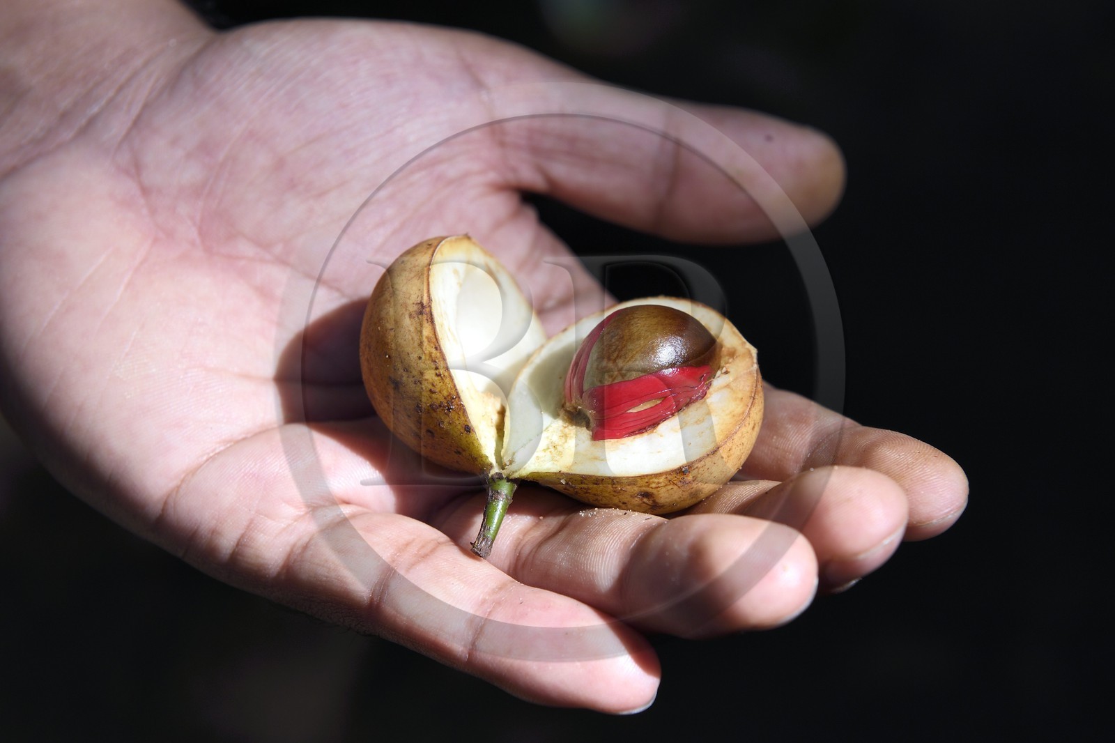 Sri Lanka, province du centre, district de Matale, Kawudupelella, Ranweli Spice Garden, noix de muscade fraiche, fruit du muscadier