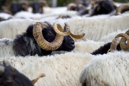 France, Pyrénées-Atlantiques (64), Pays-Basque, vallée des Aldudes, Urepel, bélier manech tête noire