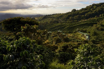 Panama, Chiriqui province, Boquete, the Coffee Plantation Finca Lerida, on the slopes of Volcan Baru, the hotel