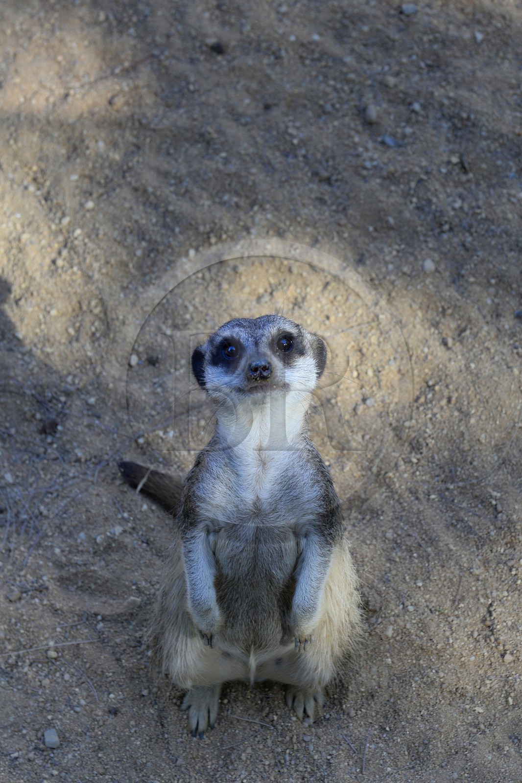 Portugal, Lisbon, Zoological Garden, meerkat (Suricata suricatta)
