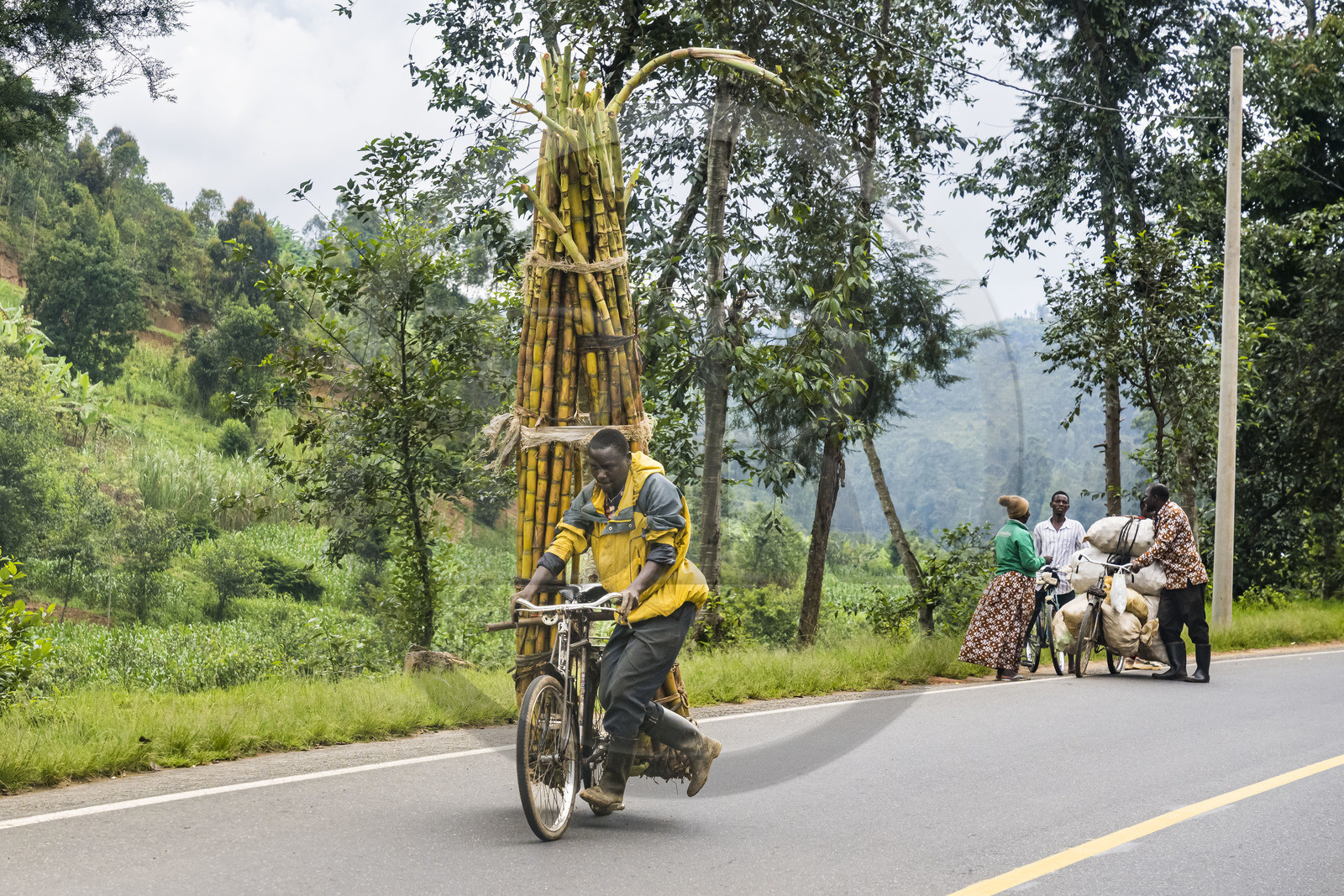 Rwanda, Province du Nord, District de Musanze (Ruhengeri), transport de canne à sucre sur une bicyclette sur la route de Kigali, les bicyclettes sont le principal moyen de transport local