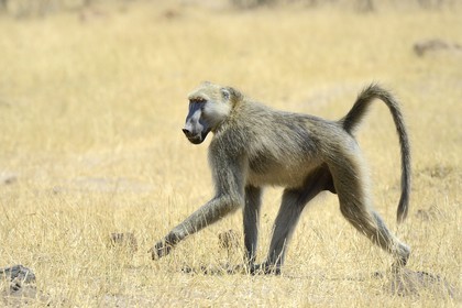 Zimbabwe, province de Matabeleland septentrional, parc national Hwange, babouin chacma (Papio ursinus)