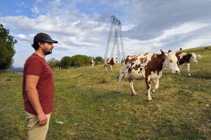 France, Cantal, Sainte-Marie, La Terrisse hamlet, Montbeliarde dairy cows breeding on the Cantagrel farm, the breeder Martin Séguis defends family farming, resilient, productive and sustainable, he is preparing to return the cows to the barn