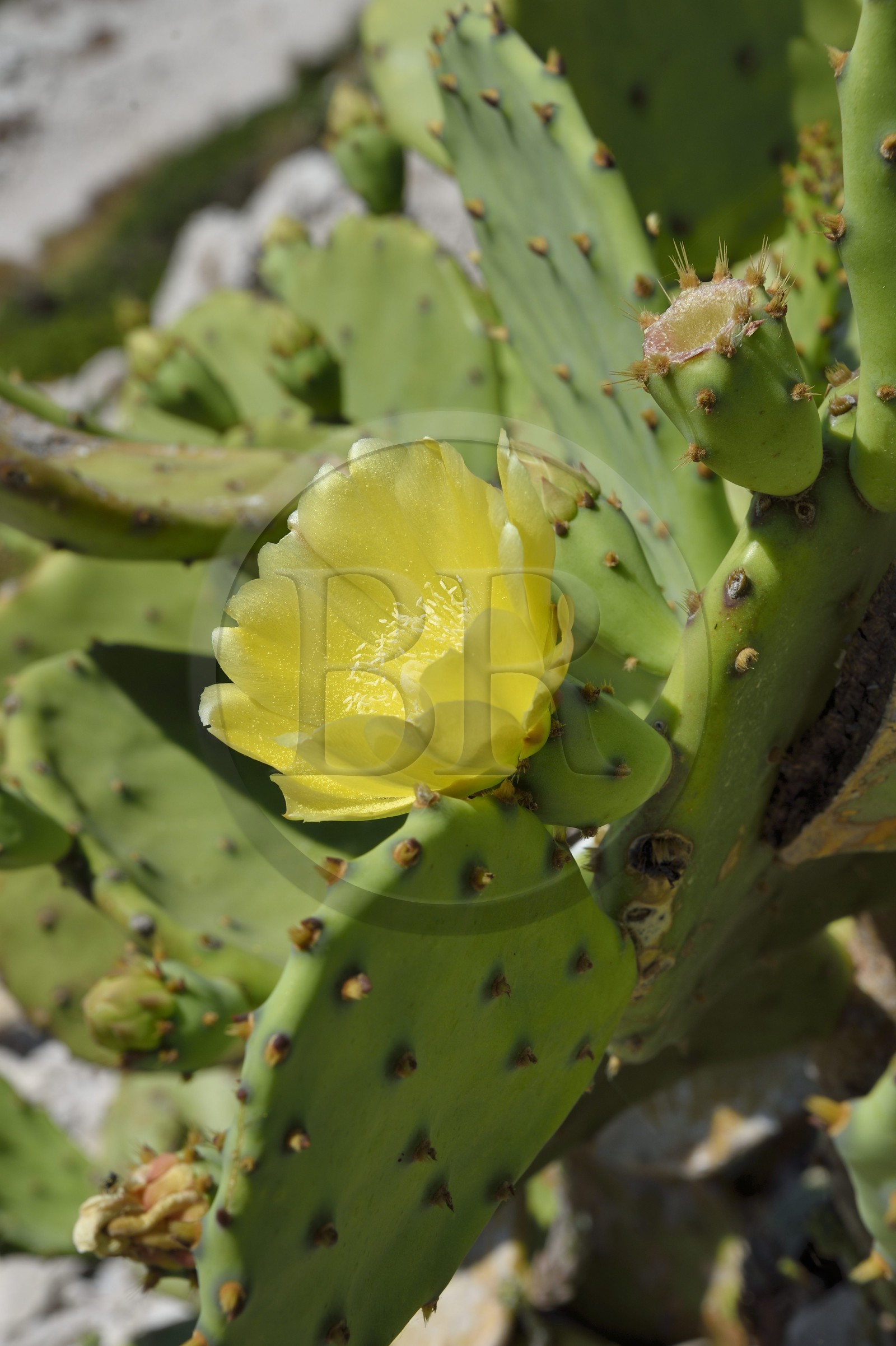 France, Bouches-du-Rhône (13), Marseille, Parc National des Calanques, Archipel des Iles du Frioul, Ile de Pomègues, fleur de figuier de Barbarie (Opuntia ficus-indica)
