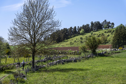 France, Haute-Loire (43), Landos, hiking with a donkey on the Robert Louis Stevenson Trail (GR 70)