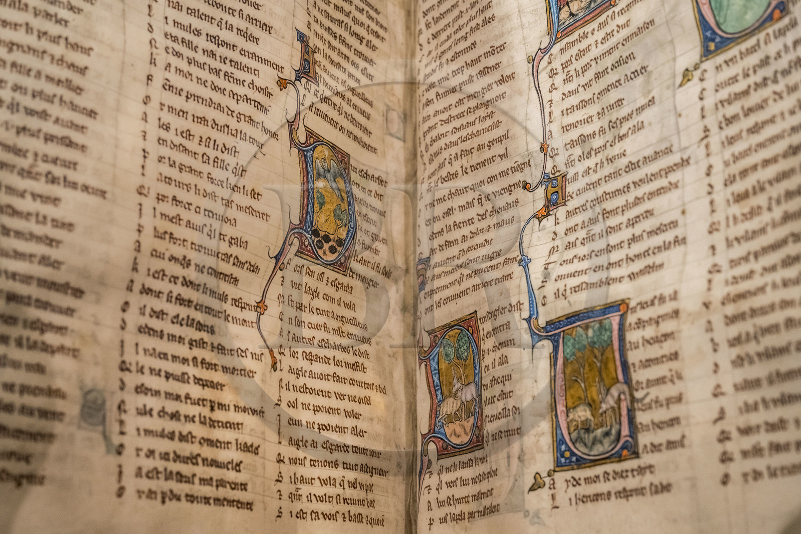 France, Paris (75), Bibliothèque Nationale de France, site Richelieu, Fables dans Recueil d'anciennes poésies française, manuscrit enluminé sur parchemin entre 1285 et 1292 (détail), Marie de France