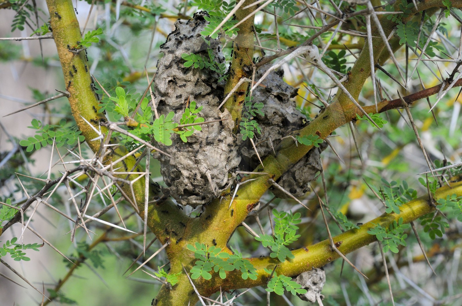 Tanzanie, Reserve de gibier de Selous une des plus grandes zones protégées au monde et inscrite sur la liste du patrimoine mondial de l’Unesco depuis 1982, fourmilière dans un acacia