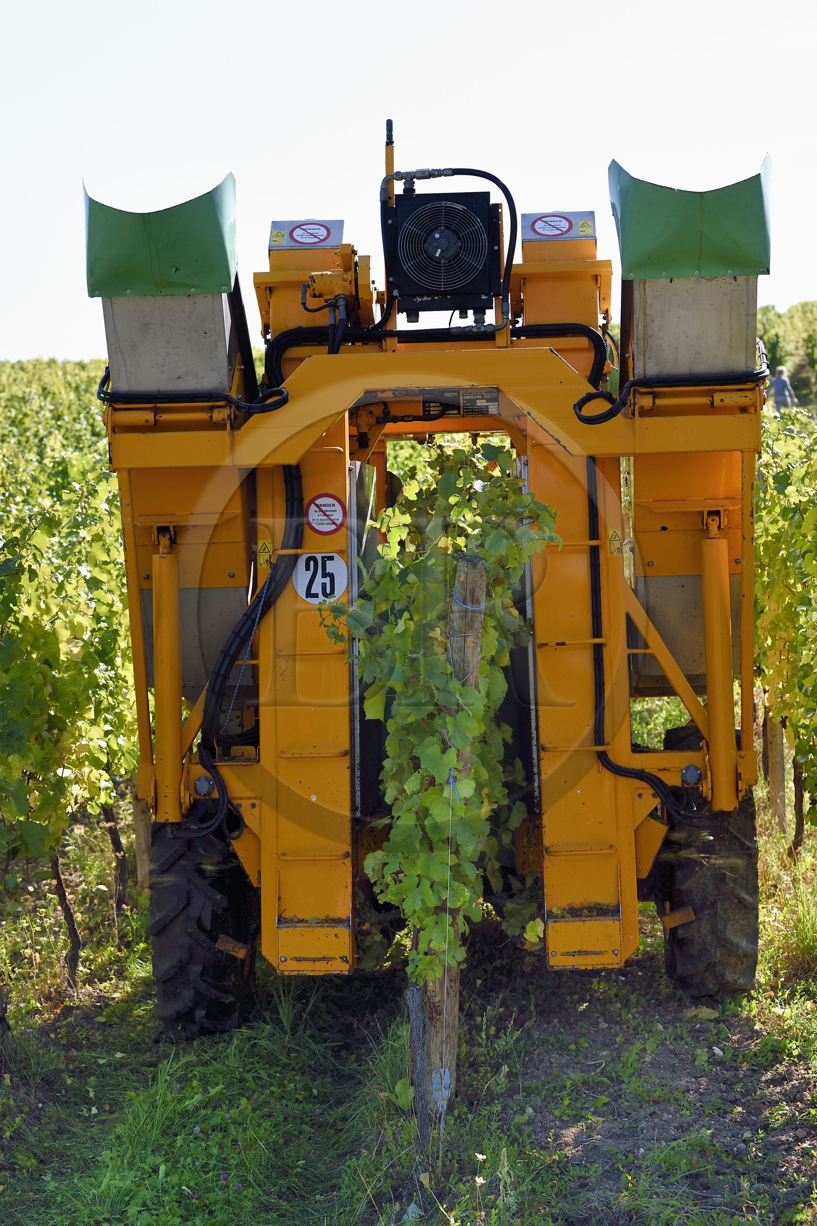 France, Haut-Rhin (68), Route des vins d'Alsace, Hunawihr, labellisé Les Plus Beaux Villages de France, vendanges avec une machine à vendanger mécanique