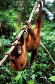 Malaysia, Borneo island, Sabah natural reserve, suspended Orang-utans