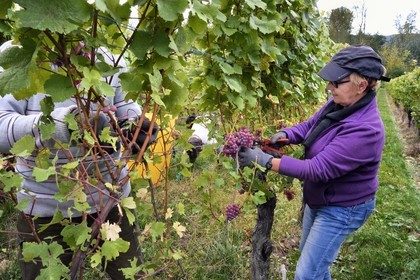 France, Bas Rhin, the Alsace Wine Route, Nothalten, grape harvest on a gewurztraminer plot of the Wine estate Philippe Sohler at Epfig