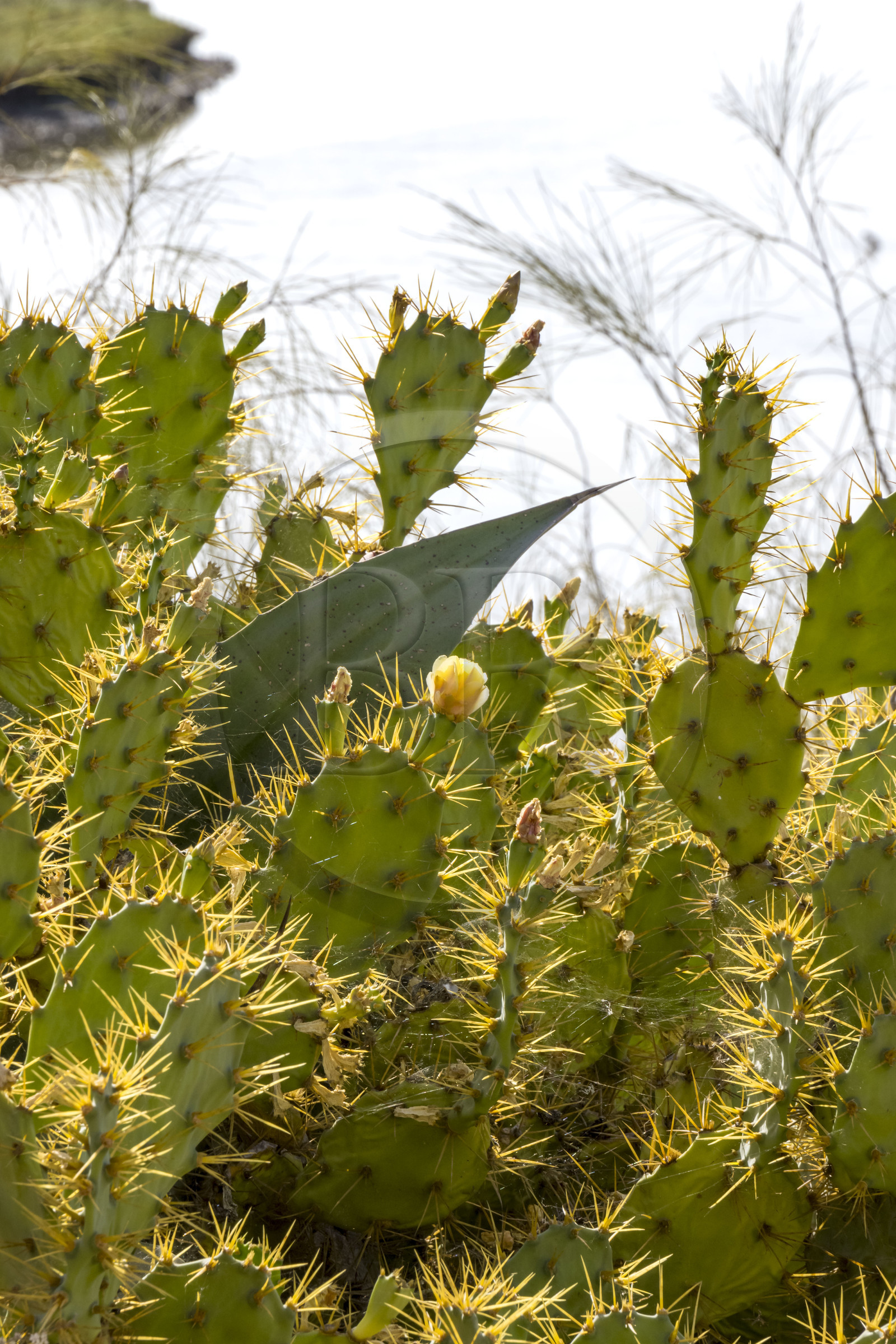 Portugal, Algarve, Parc Naturel de la Ria Formosa, Tavira, fleur de figuier de Barbarie