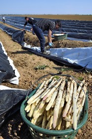 France, Bas Rhin, Fessenheim-Le-Bas, harvest of white asparagus in a field of the Weckel Farm