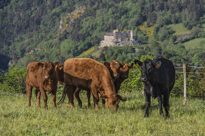 France, Haute-Loire (43), Goudet, hiking with a donkey on the Robert Louis Stevenson Trail (GR 70), herd of cows and the Beaufort castle in the background