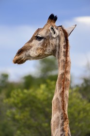 Namibia, Oshikoto region, Etosha National Park, giraffe (Giraffa camelopardalis)