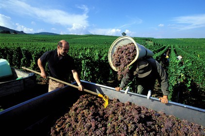 France, Haut Rhin, Eguisheim village, labelled Les Plus Beaux Villages de France (The Most Beautiful Villages of France), harvest in Jean Luc Freudenreich' s vineyard