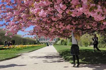 France, Paris (75), le jardin des plantes, cerisier japonais en fleurs