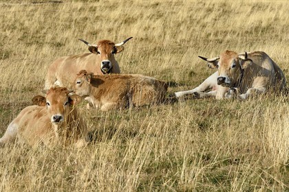 France, Cantal, Parc Naturel Régional des Volcans d'Auvergne (regional nature park of Auvergne volcanoes), Col de la Griffoul on the slopes of the Plomb du Cantal, herd of Aubrac cows