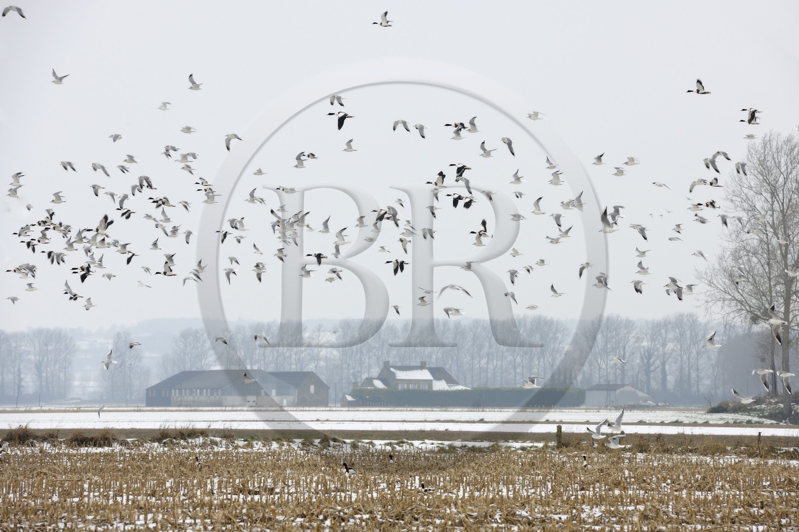 France, Ille-et-Vilaine (35), le polder du Mont-Saint-Michel, mouettes et canards