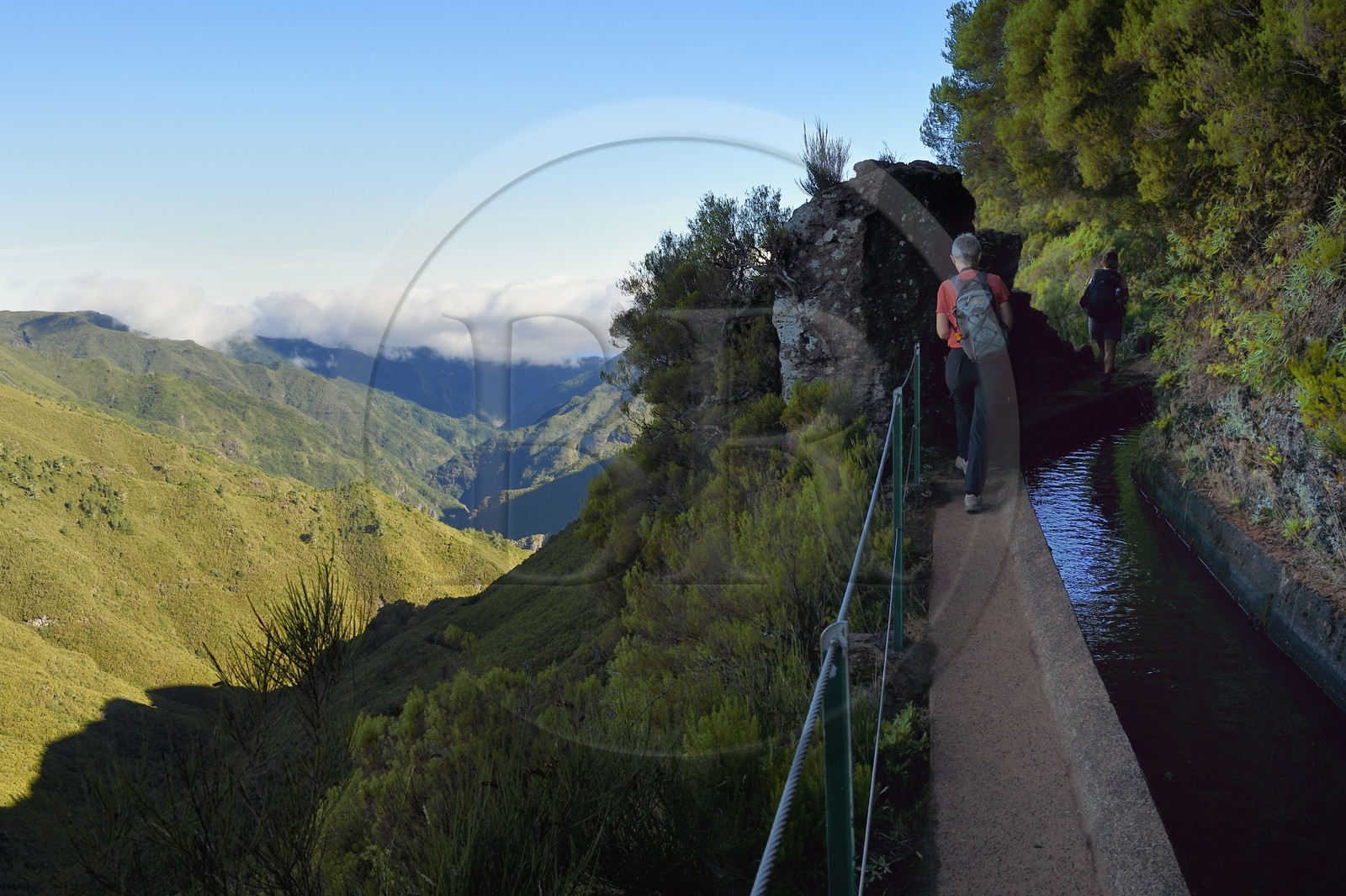 Portugal, Ile de Madère, randonnée par la levada do Alecrim dans La forêt de Rabaçal, la forêt Laurissilva classée Patrimoine Mondial de l'UNESCO, unique vestige de la forêt primaire qui recouvrait le sud de l’Europe il y a des millions d’années, en contrebas la vallée sauvage de 18 km Ribeira da Janela qui descend vers la mer