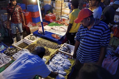 Sri Lanka, Western Province, Negombo, the port fish market