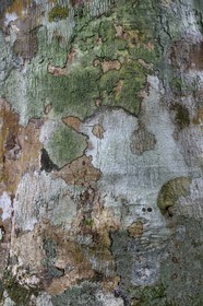 Gabon, province de Ogooué- Maritime, Parc National du Loango, site de Akaka dans la lagune du Fernan Vaz, écorce d'arbre