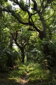 Gabon, province de Ogooué- Maritime, région de Omboué, sentier s'enfoncant dans une forêt de Nengeue Sika (ile d’argent) dans la lagune Fernan Vaz (Nkomi)