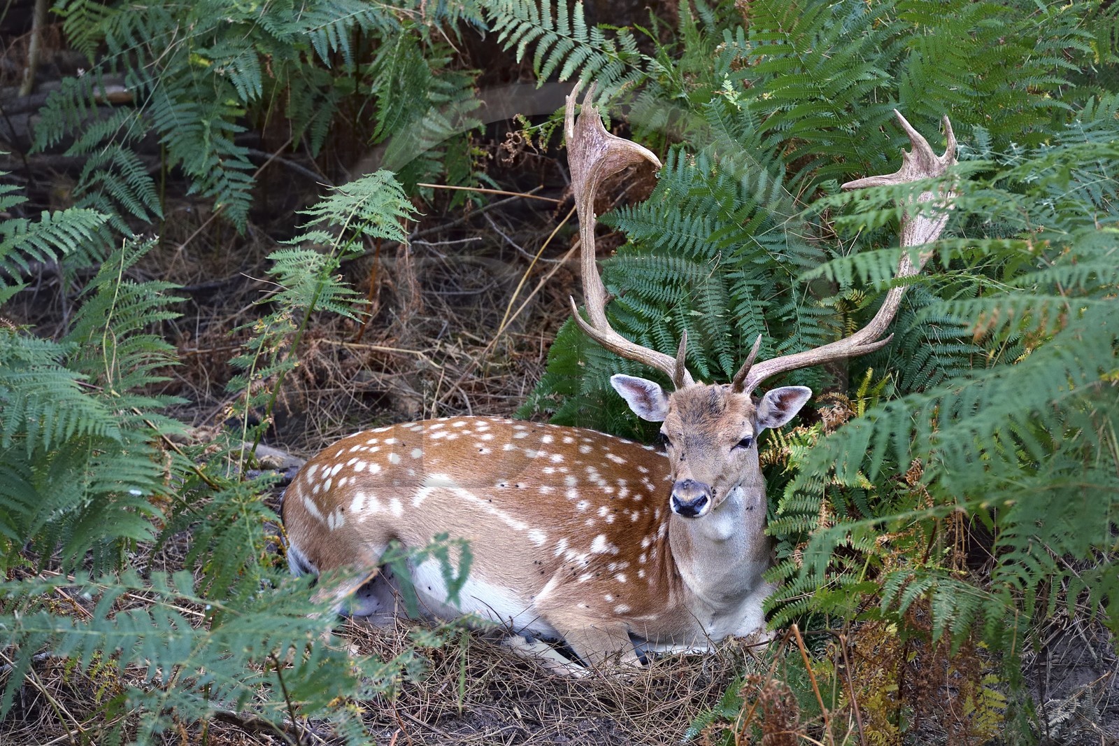 France, Vienne (86), Morton (parc privé), daim européen (Dama dama)