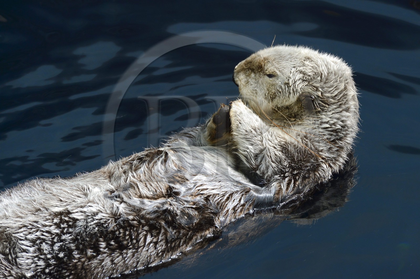 Portugal, Lisbonne, Parque das Nações (Parc des nations) construit pour l'exposition universelle de 1998, Oceanário (Oceanarium), loutre de mer (Enhydra lutris)