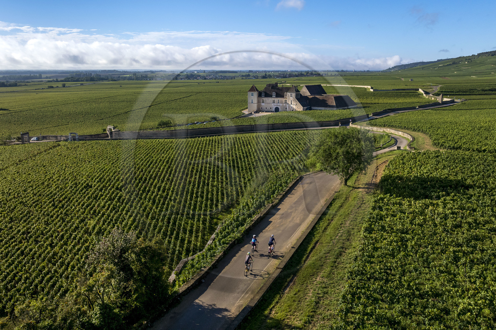 France, Côte-d'Or (21), Paysage culturel des climats de Bourgogne classés Patrimoine Mondial de l'UNESCO, Route des Grands Crus, vignoble de la Côte de Nuits, Vougeot, cyclistes sur une petite route menant au Chateau du Clos de Vougeot entouré par le vignoble (vue aérienne)
