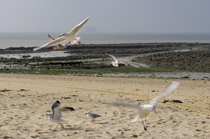France, Charente-Maritime (17), Ile d'Aix, la Grande Plage à l'ouest
