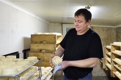 France, Haut Rhin, Wasserbourg, Ferme-auberge (farm-inn) Buchwald, marcaire Michel Wehrey in the production of munster AOP cheese (cow's milk), the young munster is turned over and wet with the linen regularly the first week and it is placed next to the most matured cheeses to benefit from the ferments of the red in the atmosphere of the cellar, natural flora essential to the refining