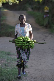 Tanzania, Morogoro district, Uluguru mountains, woman carrying a bunch of bananas around the former german refuge called Morningside