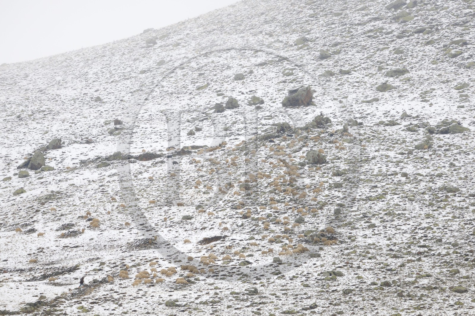 Turquie, Anatolie Centrale, province de Aksaray, Cappadoce, Güzelyurt, troupeau de mouton et berger sous la neige