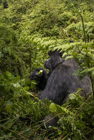 Rwanda, Province du Nord, Parc National des Volcans dans la chaine des Monts Virunga, mont Karisimbi, gorille des montagnes (Gorilla beringei beringei) du groupe Susa, male appelé dos argenté (silverback)