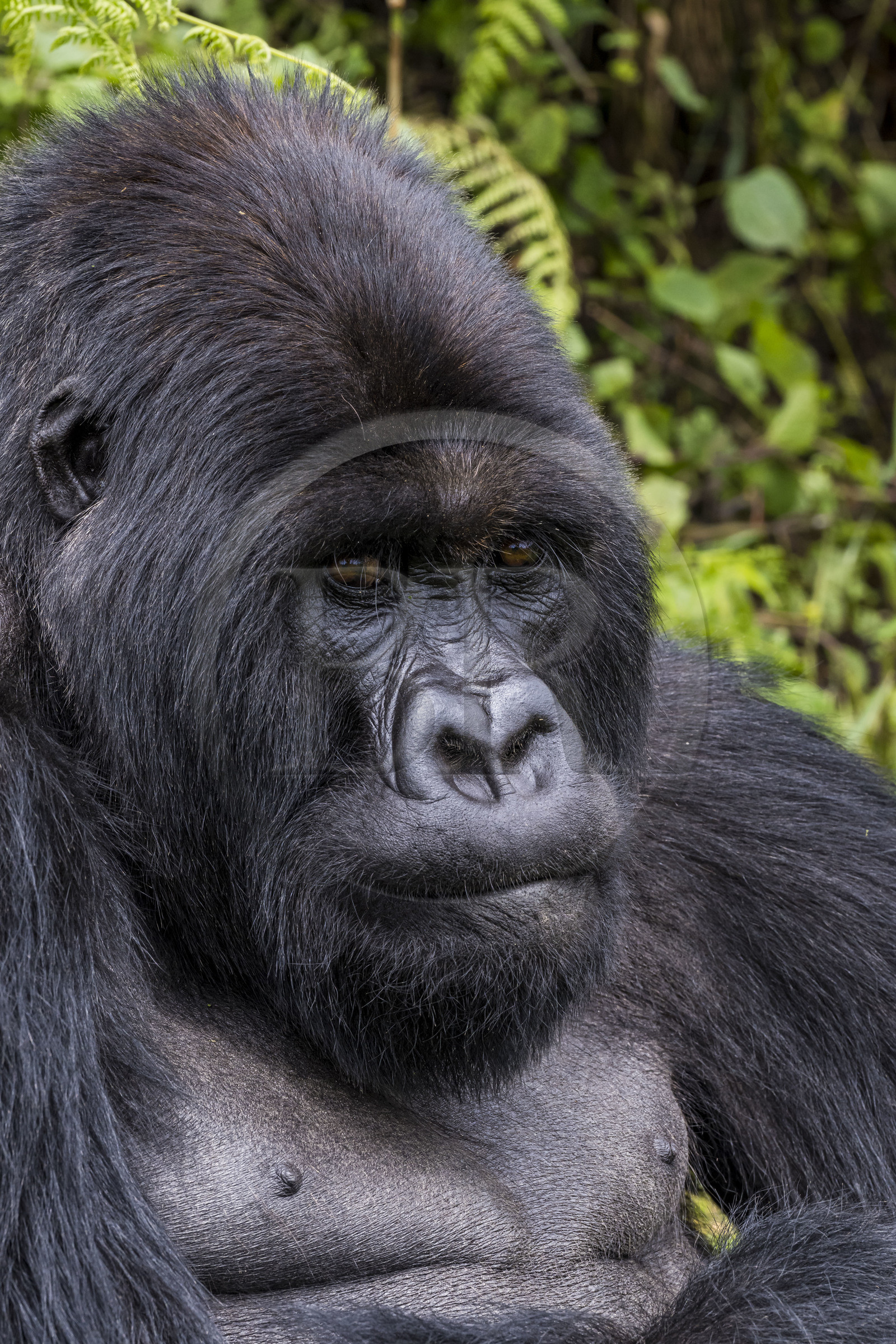Rwanda, Province du Nord, Parc National des Volcans dans la chaine des Monts Virunga, mont Karisimbi, gorille des montagnes (Gorilla beringei beringei) du groupe Susa, male appelé dos argenté (silverback)