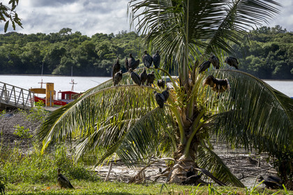 France, Guyane, Kourou, vautour Urubu noir (Coragyps atratus) dans l'estuaire du fleuve Kourou