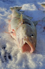 Norvège, Nordland, Iles des Westeralen, région de Myre, pêche d'un cabillaud skrei