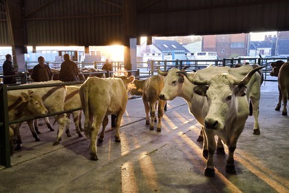 France, Seine Maritime, Forges les eaux, livestock market (mainly cows)