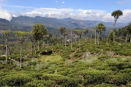 Sri Lanka, Province d'Uva, Haputale, plantation de thé