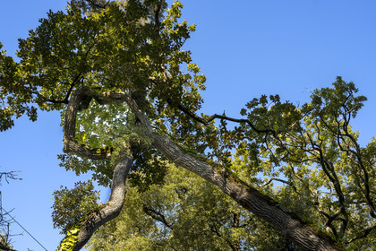 France, Vendée (85), Ile de Noirmoutier, Noirmoutier-en-l'Ile, le Bois de la Chaise, chênes entrelacés