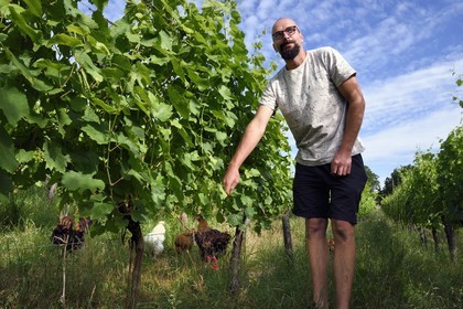France, Bas Rhin, the Alsace Wine Route, Traenheim, Wine estate MULLER Charles & Fils, organic winemaker Nathan Muller makes chicken implantation tests in the vineyards to allow organic maintenance