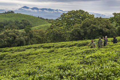 Rwanda, Province de l’Ouest, Gisakura, Parc national de Nyungwe, le garde de African Parks Claver Mtoyinkima guidant des touristes sur la piste des Colobes de Ruwenzori (Colobus angolensis ruwenzorii) pendant un safari à pied dans la forêt tropicale humide naturelle bordée par les plantations de thé, les montagnes de Kahuzi-Biega dans la République démocratique du Congo en arrière plan
