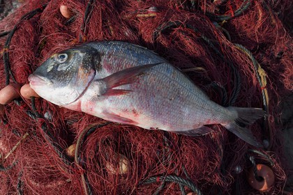 France, Var (83), Iles d'Hyères, parc national de Port Cros, Ile de Porquerolles,