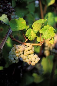 France, Haut Rhin, bunch of grapes