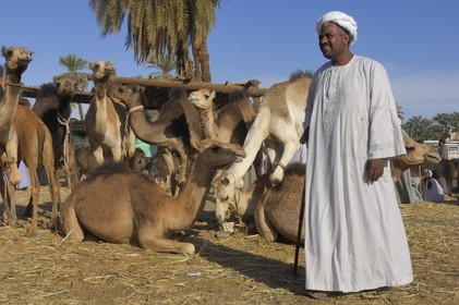 Egypte, Haute Egypte, Daraw au nord d'Assouan, marché aux dromadaires