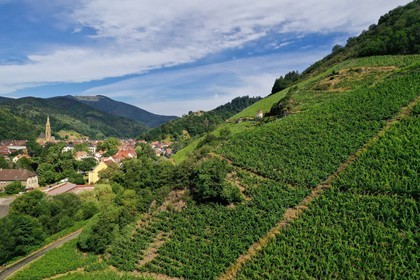 France, Haut Rhin, the Alsace Wine Route, Thann, Grand Cru vineyard of Rangen overlooking the town of Thann and the Saint-Thiebaut Collegiate Church (aerial view)
